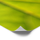 Poster Veines à feuilles vertes (Coin)