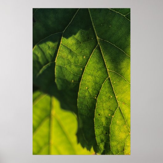 Poster Veines à feuilles vertes (Devant)