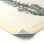 Poster Veines de l'anatomie de la colonne vertébrale Impr (Coin)
