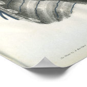 Poster Veines de l'anatomie du thorax Imprimer (Coin)