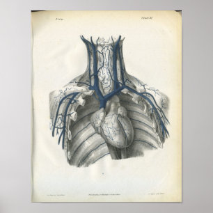 Poster Veines de l'anatomie du thorax Imprimer