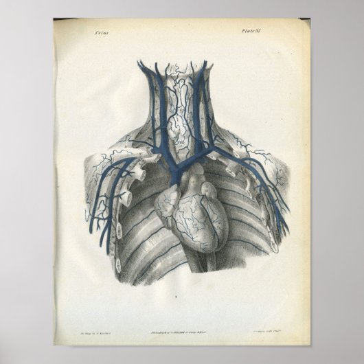 Poster Veines de l'anatomie du thorax Imprimer (Devant)