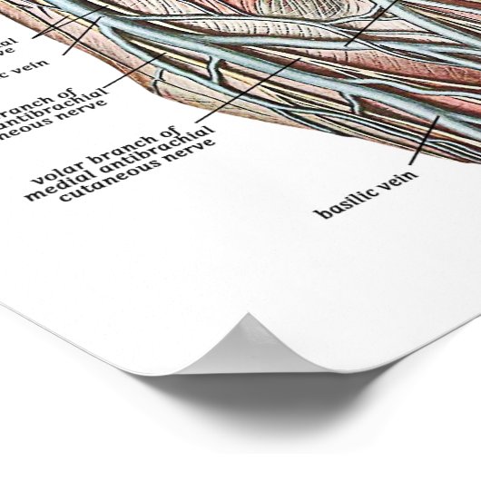 Poster Veines du bras (Coin)