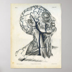 Poster Veins of Head Neck Anatomy Print