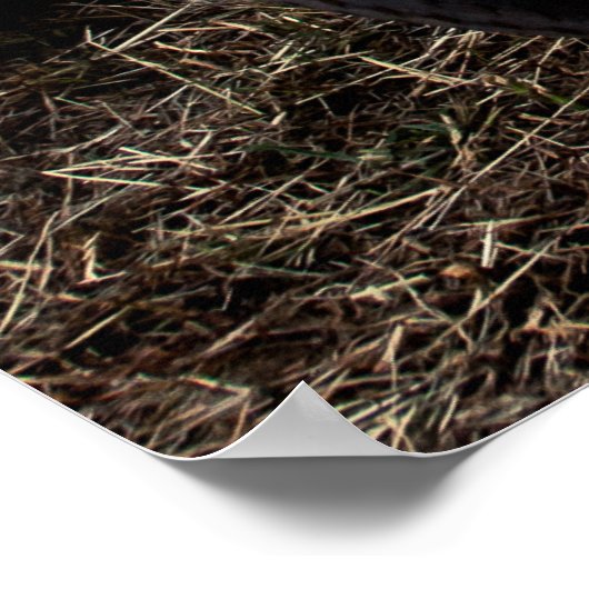 Poster Vélo vintage (Coin)