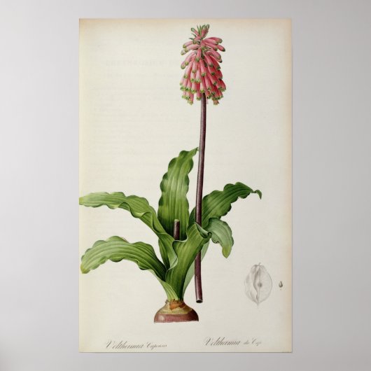 Poster Veltheimia Capensis, de "Les Liliacees", vers 1805 (Devant)