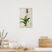 Poster Veltheimia Capensis, de "Les Liliacees", vers 1805 (Cuisine)