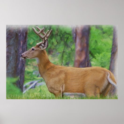 Poster Velvet Whitetail Deer Buck (Devant)