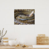Poster Venomous Rattle Snake Close Up (Cuisine)