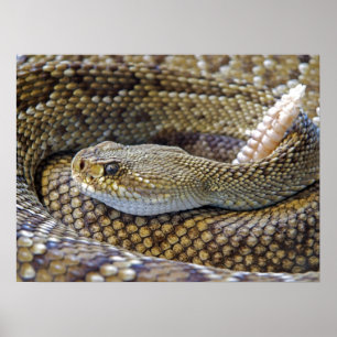 Poster Venomous Rattle Snake Close Up