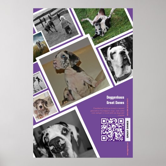 Poster Vente de gros chiens (Devant)