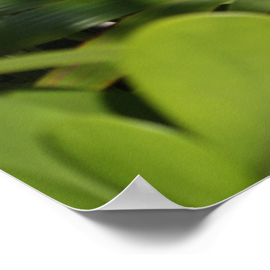 Poster Ventilateur tropical (Coin)