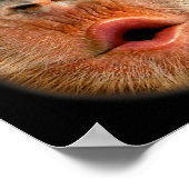 Poster Ventre de singe Mème drôle Vidéo virale cool (Coin)
