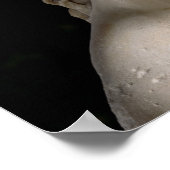 Poster Venus de Milo (Coin)