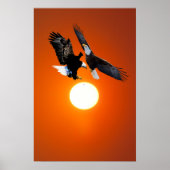 Poster Vénus en transit avec des aigles (Devant)