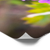 Poster Verbena, (Coin)