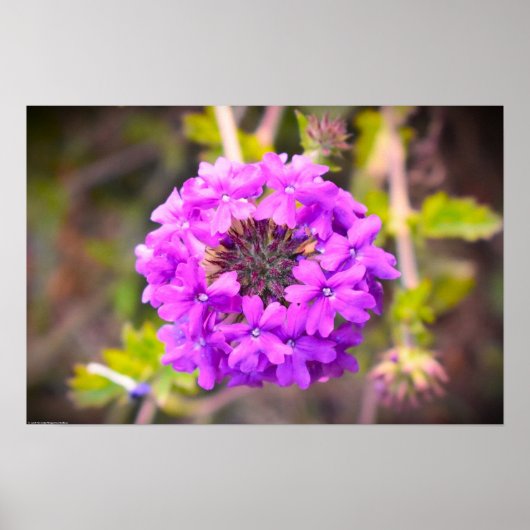 Poster Verbena, (Devant)