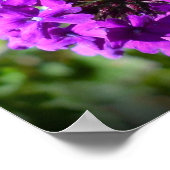 Poster Verbena, (Coin)