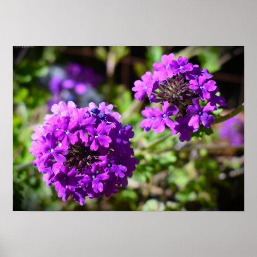Poster Verbena, (Devant)