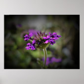 Poster Verbena, (Devant)