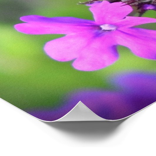 Poster Verbena, (Coin)