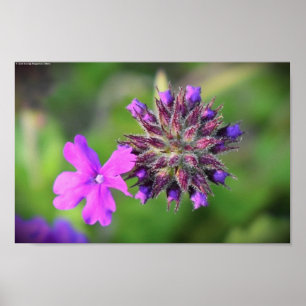 Poster Verbena,