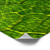 Poster Verdure des veines de feuilles de papillon (Coin)