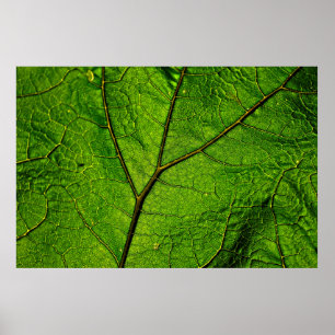 Poster Verdure des veines de feuilles de papillon