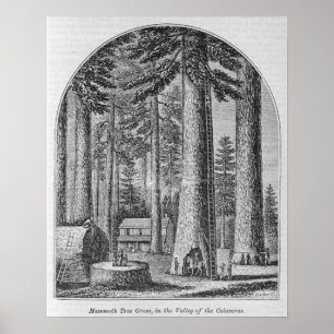 Poster Verger gigantesque d'arbre dans la vallée du