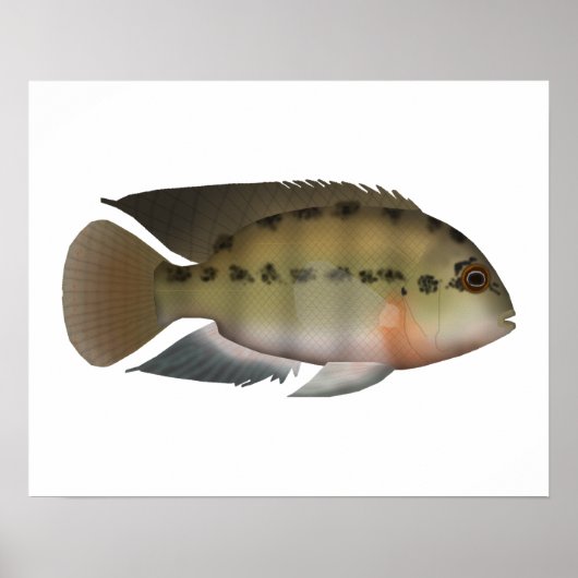 Poster Véritable Parrot Cichlid (Devant)