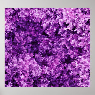 Poster Véritable tricot, arrière - plan texturé.