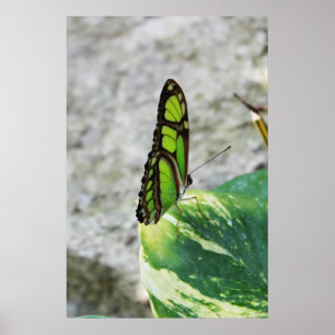 Poster Verre coloré