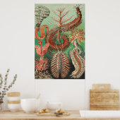 Poster Vers, Annelids Chaetopoda par Ernst Haeckel (Cuisine)