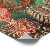 Poster Vers, Annelids Chaetopoda par Ernst Haeckel (Coin)