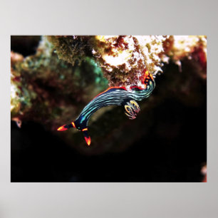 Poster Vers le bas Nudi