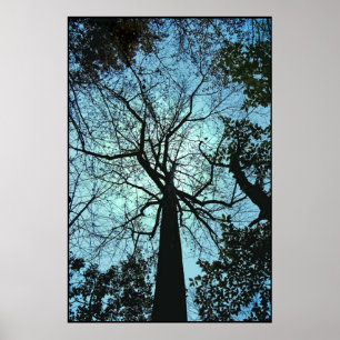 Poster Vers le haut de l'arbre