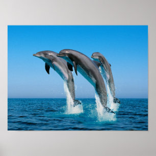 Poster Vers le haut des dauphins hauts hauts