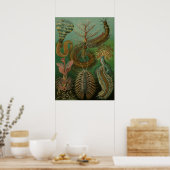 Poster Vers vintages Annelids Chaetopoda par Ernst Haecke (Cuisine)