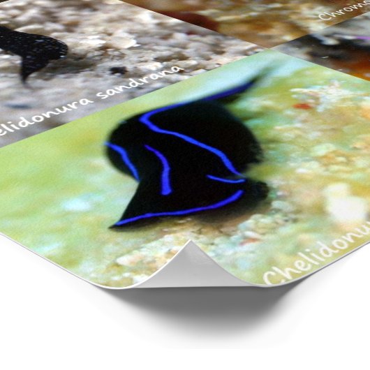 Poster Version anglaise : Jews of Under Water Siquijor (Coin)