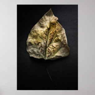 Poster Version couleur feuille no 1