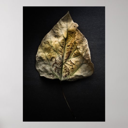 Poster Version couleur feuille no 1 (Devant)