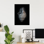 Poster Version couleur Shells No 6 (Bureau à domicile)