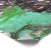 Poster Version Raccoon (Coin)