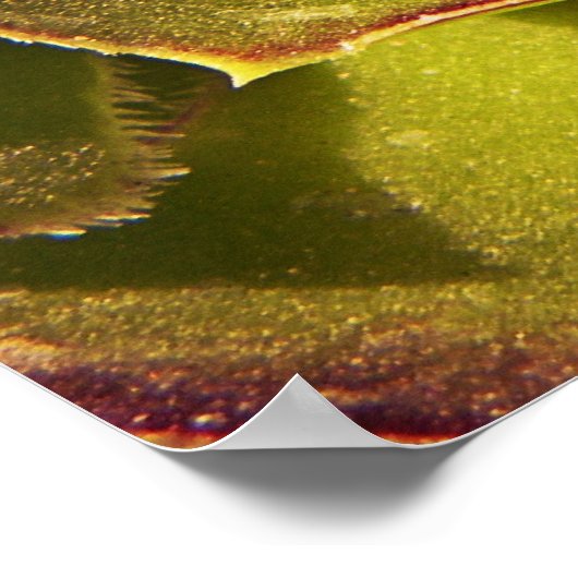 Poster Vert (Coin)