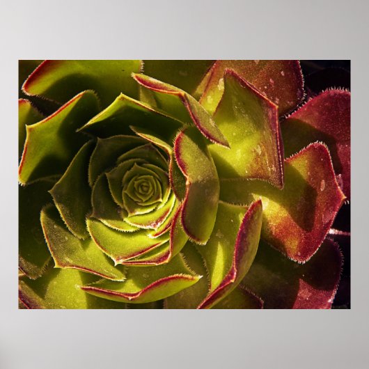 Poster Vert (Devant)