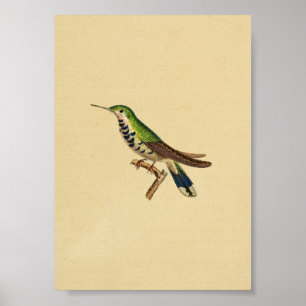 Poster Vert 1830 bleu d'impression de colibri de cru