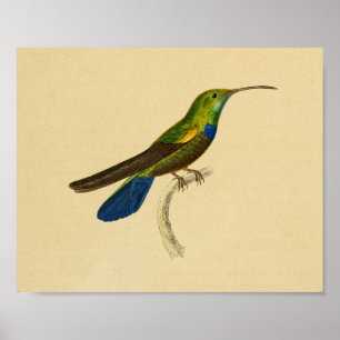 Poster Vert 1830 bleu d'impression de colibri de cru