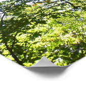 Poster Vert de l'arbre sycomore Nature (Coin)