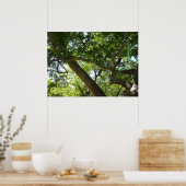 Poster Vert de l'arbre sycomore Nature (Cuisine)