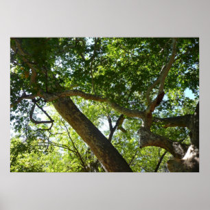Poster Vert de l'arbre sycomore Nature